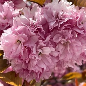 Meet your Posher, Deborah